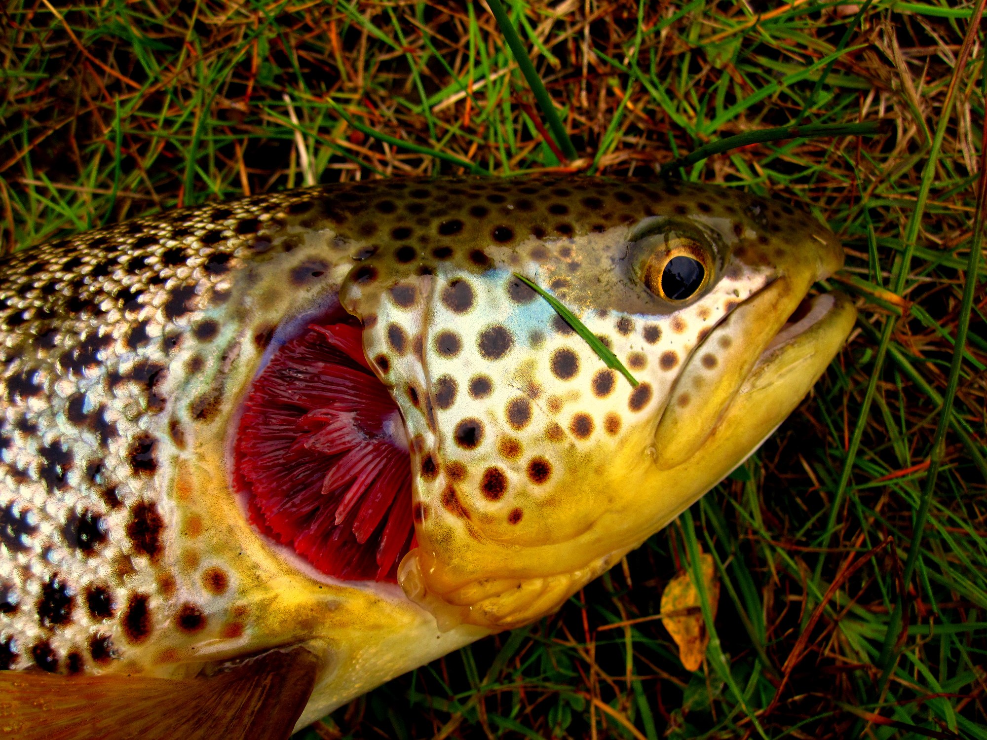 Dragons Lair 2 Time Warp Remastered MacOSX-ACTiVATED